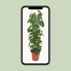 Philodendron Scandens - Ø24cm - ↕120cm Everspring