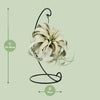 Tillandsia King Xéro - Ø12cm - ↕23cm Everspring