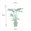 Strelitzia Nicolai - Ø19cm - ↕85cm + Alocasia Macrorrhiza - Ø19cm - ↕70cm Everspring