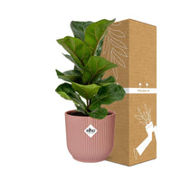 Ficus Lyrata ‘Bambino’ + pot ELHO Vibes Fold 14 cm rose Everspring