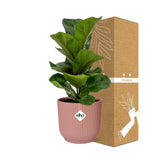 Ficus Lyrata ‘Bambino’ + pot ELHO Vibes Fold 14 cm rose Everspring