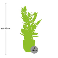 Zamioculcas – Hauteur 45-50 cm + pot ELHO Vibes Fold 14 cm rose Everspring