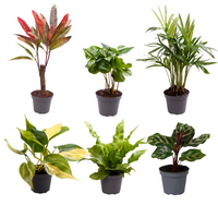 Coffret surprise de bébés plantes - Ø6cm - ↕5cm - x6 Everspring
