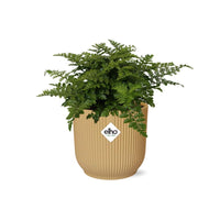 Asplenium Parvati + pot ELHO Vibes Fold 14 cm jaune Everspring