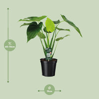 Alocasia cucullata - oreille d'éléphant - Ø19cm - ↕55cm Everspring