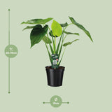 Alocasia cucullata - oreille d'éléphant - Ø19cm - ↕55cm Everspring