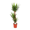 Yucca Elephantipes - Ø24cm - ↕125cm Everspring