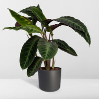 Calathea Warscewiczii - Plante paon - Ø19cm - ↕70cm Everspring