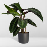 Calathea Warscewiczii - Plante paon - Ø19cm - ↕70cm Everspring