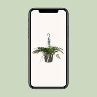 Humata Tyermannii - Ø17cm - ↕20cm Everspring