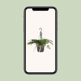 Humata Tyermannii - Ø17cm - ↕20cm Everspring
