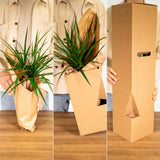 Calathea Triostar - Plante Paon - Ø19cm - ↕70cm Everspring