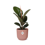 Ficus Elastica ‘Robusta’ + pot ELHO Vibes Fold 14 cm rose Everspring