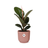 Ficus Elastica ‘Robusta’ + pot ELHO Vibes Fold 14 cm rose Everspring