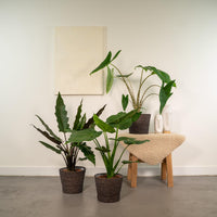 Alocasia Zebrina - Ø19cm - ↕75cm + Alocasia Cucullata - Ø19cm - ↕60cm + Alocasia Lauterbachiana - Ø19cm - ↕75cm Everspring