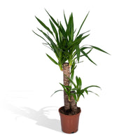 Yucca Elephantipes - Ø17cm - ↕85cm Everspring