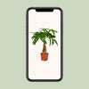 Pachira Aquatica - Ø12cm - ↕35cm Everspring