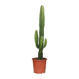 Euphorbia Acrurensis - Ø17cm - ↕50cm Everspring