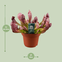 Sarracenia Scarlet Belle - Ø12cm - ↕40cm Everspring
