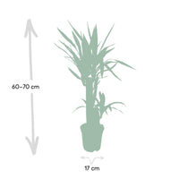 Yucca Elephantipes - Ø17cm - ↕85cm Everspring
