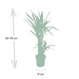 Yucca Elephantipes - Ø17cm - ↕85cm Everspring