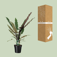 Alocasia Lauterbachiana - Ø19cm - ↕80cm Everspring