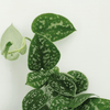 Scindapsus Pictus (Epipremnum) - 2 pièces - Ø15cm - ↕20cm Everspring
