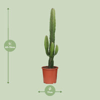 Euphorbia Acrurensis - Ø17cm - ↕50cm Everspring