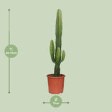Euphorbia Acrurensis - Ø17cm - ↕50cm Everspring