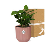 Coffea Arabica + pot ELHO Vibes Fold 14 cm rose Everspring