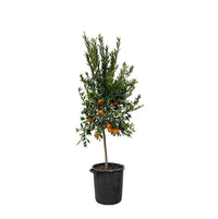 Mandarino Agrumes - 200 cm - ø40 Everspring