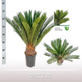 Cycas Revoluta - Ø17 ↕60 Everspring