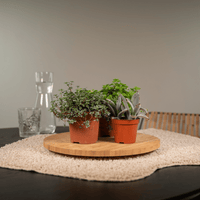 Mélange de plantes succulentes - 9 pièces - 10 cm - Ø8,5 Everspring