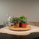 Mélange de plantes succulentes - 9 pièces - 10 cm - Ø8,5 Everspring