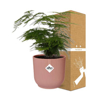 Asperges Setaceus ‘Plumosus’ + pot ELHO Vibes Fold 14 cm rose Everspring