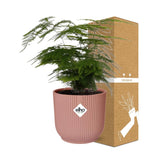 Asperges Setaceus ‘Plumosus’ + pot ELHO Vibes Fold 14 cm rose Everspring