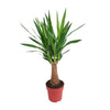 Yucca « Maya Tree »  - Ø19 cm - ↕80 cm Everspring