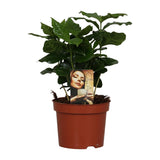 Caféier Arabica - Ø12cm - ↕25cm Everspring
