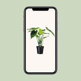Alocasia cucullata - oreille d'éléphant - Ø19cm - ↕55cm Everspring