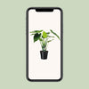 Alocasia cucullata - oreille d'éléphant - Ø19cm - ↕55cm Everspring