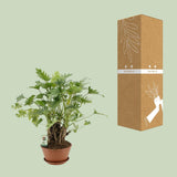 Philodendron Xanadu - Ø22cm - ↕50cm Everspring