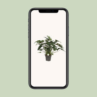 Philodendron Xanadu - Ø21cm - ↕65cm Everspring