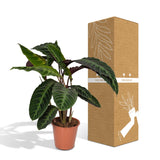 Calathea Warscewiczii - Plante paon - Ø19cm - ↕70cm Everspring