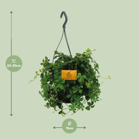 Parthenocissus Striatha suspendu - Ø15cm - ↕15cm Everspring