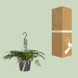 Humata Tyermannii - Ø17cm - ↕20cm Everspring