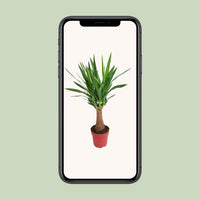 Yucca « Maya Tree »  - Ø19 cm - ↕80 cm Everspring