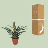 Bromélia Ananas - Ø12cm - ↕30cm Everspring