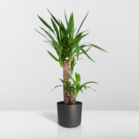 Yucca Elephantipes - Ø17cm - ↕85cm Everspring