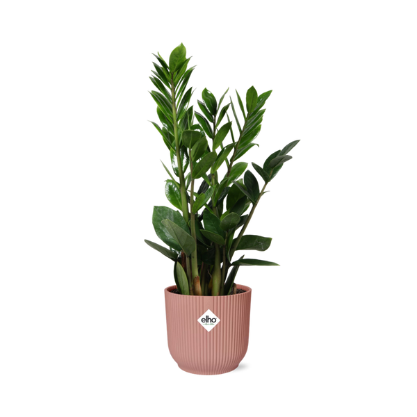 Zamioculcas – Hauteur 45-50 cm + pot ELHO Vibes Fold 14 cm rose Everspring