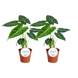 Alocasia Frydek - 2 pièces - Ø12cm - ↕35cm Everspring